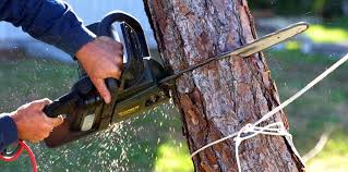 Best Tree Health Inspection  in Moriches, NY