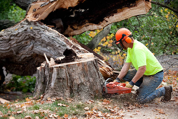 Best Arborist Consultation Services  in Moriches, NY