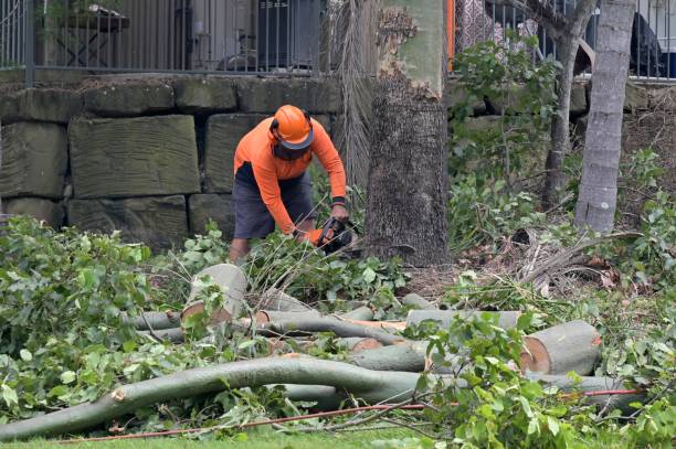 How Our Tree Care Process Works  in  Moriches, NY